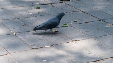 Siyah güvercin kaldırım taşı zeminde yürüyor.