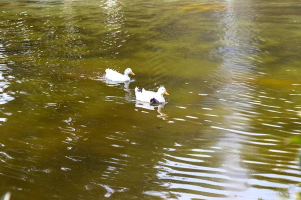 Weiße Enten Schwimmen Übers Wasser — Stockfoto