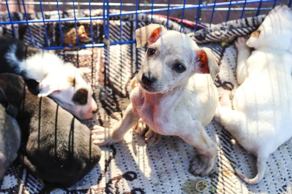 Perro Cachorros Color Blanco Dentro Jaula — Foto de Stock