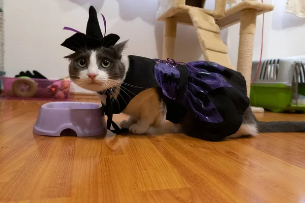 Gatito Gris Con Blanco Vestido Como Una Bruja Para Día — Foto de Stock