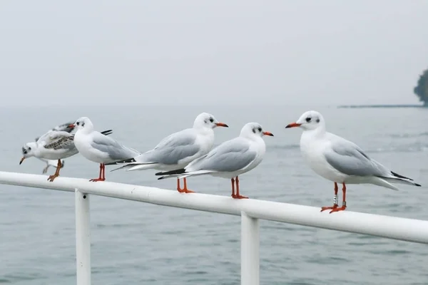 Rissa larus martıları denizin kenarındaki korkuluklarda