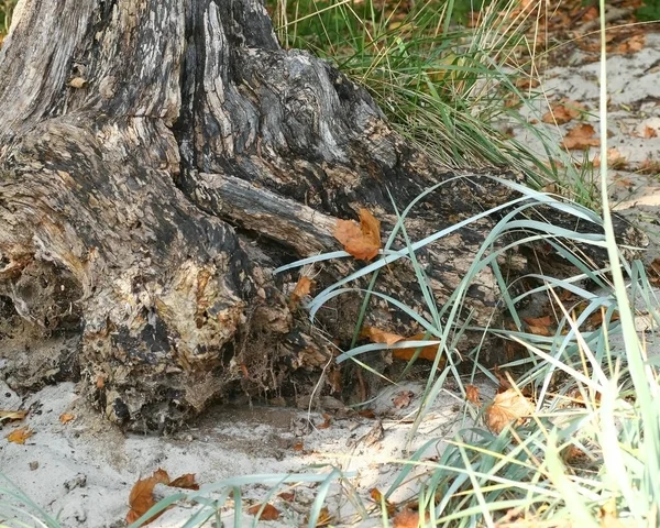 Tree Root Beach Rzucewo Blue Grass Autumn Leaves Sand Beach — Stock Photo, Image