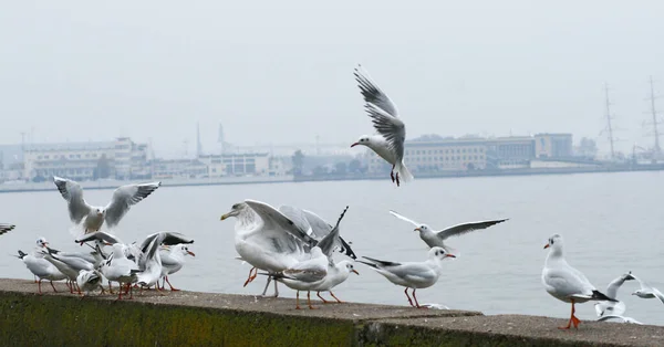 Rissa Larinae Larus martıları Gdynia bulvarında, martılar uçuyor, kuş sürüsü, sisli bir gün.