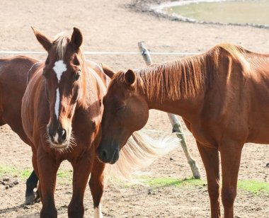Kahverengi atlar dostluk bölgesine çok yakın.