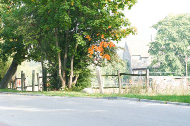 Rzucewo 'daki ağaçların köy yolu.