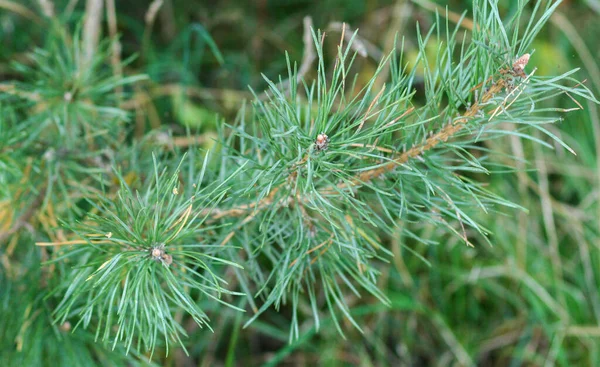 Park Rzucewo 'da Pinus Sylvestris çam dalı