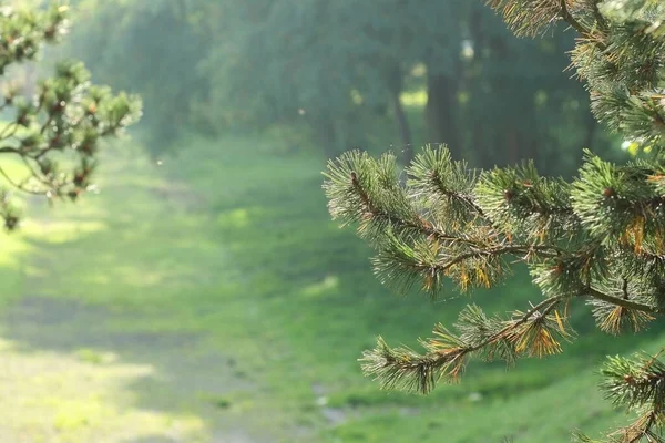 Parkta Pinus Sylvestris çam dalı Rzucewo