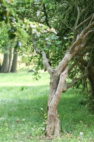 Verweven Bomen Het Park Rzucewo — Stockfoto