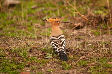 Upupa epops. Avrasyalı Hoopoe çimenli bir zemine tünedi..