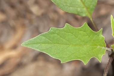 Bir Datura stramonyum yaprağının yakın görüntüsü.