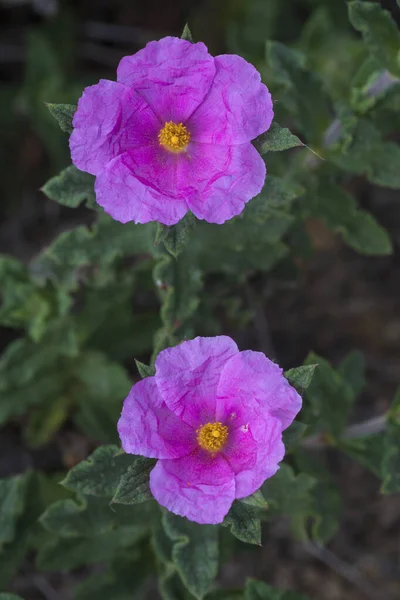 Vista Dall Alto Dei Fiori Rosa Del Cistus Crispus Una — Foto Stock