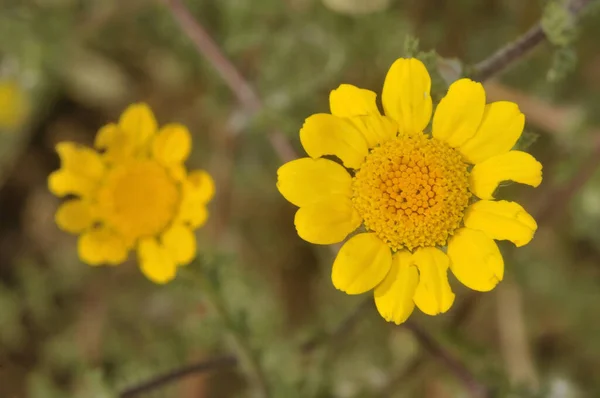 Pretty Yellow Daisies Anacyclus Radiatus Species Growing Field — 스톡 사진