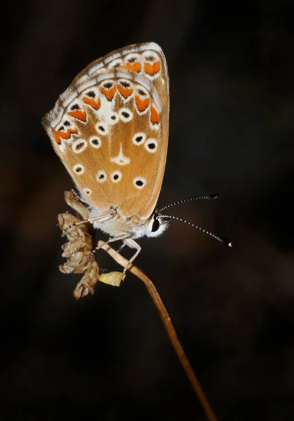 Aricia Cramera 兰科蝴蝶栖息在植物上的宏观景象 — 图库照片