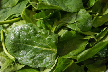 Ispanak yaprakları, taze yeşillikler. Spinacia oleracea.