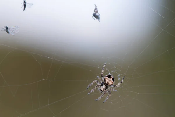 Small spider of the family of Orb-web spiders, Araneidae, together with several prey trapped in its web.
