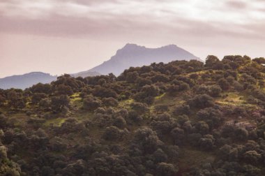 Sierra de Grazalema, Cadiz, İspanya 'nın doğal parkındaki bitki örtüsüyle dolu güzel bir dağ manzarası.