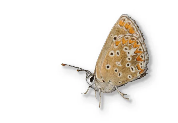 Butterfly Southern Brown Argus Aricia Cramera Geïsoleerd Witte Achtergrond — Stockfoto