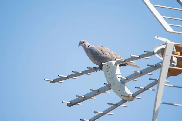 Halstaube Streptopelia Decaocto Auf Einer Fernsehantenne Einem Städtischen Gebiet — Stockfoto