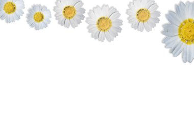 Beyaz arkaplanda beyaz ve sarı kasımpatı çiçekleri olan çiçek deseni.