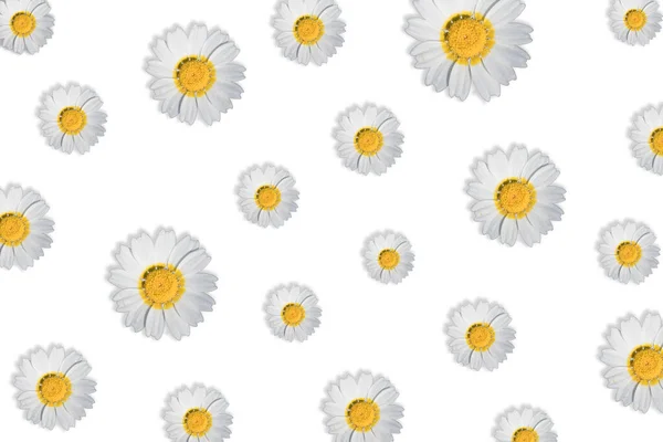 Chryzantéma Koronárium Heřmánek Nebo Sedmikrásky Izolované Bílém Pozadí — Stock fotografie