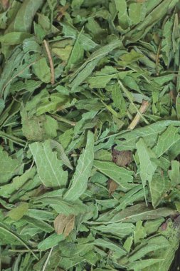 Doğal tatlandırıcı olarak kullanılan kurumuş stevia yapraklarının yakın görüntüsü. Stevia rebaudiana.