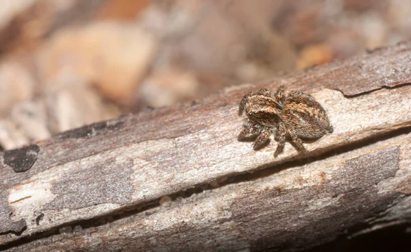 Павук Родини Salticidae — стокове фото