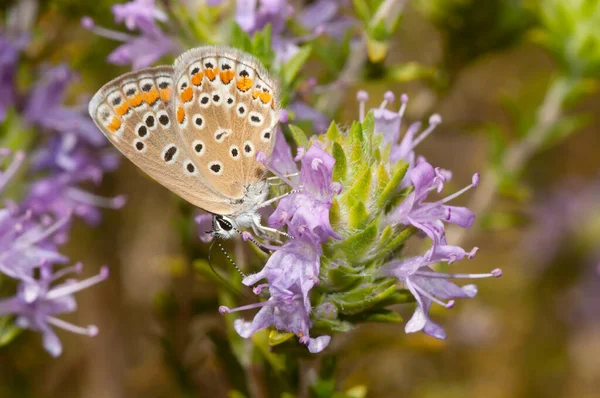 Een Aricia Camera Een Vlinder Genaamd Zuidelijke Bruine Argus Bestuivend — Stockfoto