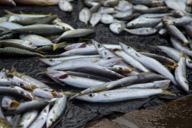 Çeşitli balıklar yerel balık pazarında satılıyor.