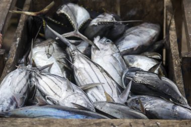 Çeşitli balıklar yerel balık pazarında satılıyor.