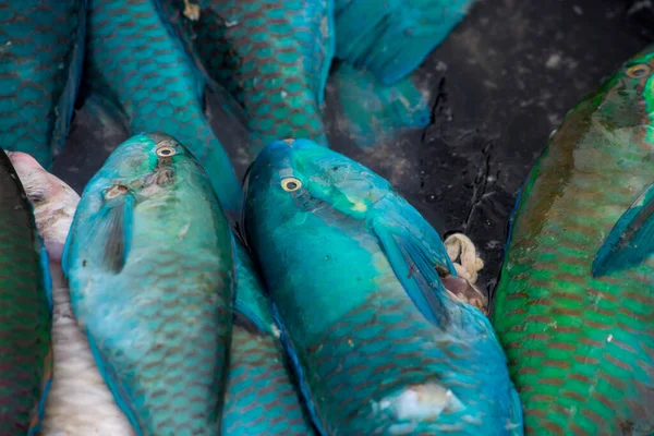 地元の魚市場で売られている魚の種類 — ストック写真