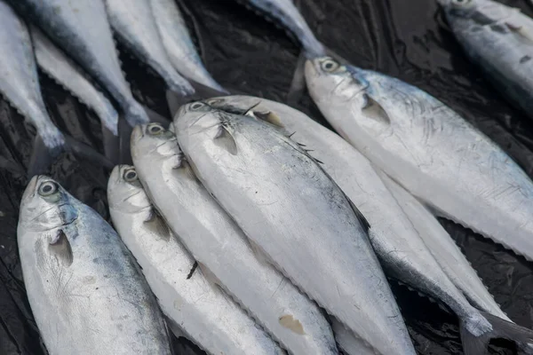 The assorted fishes sold in the local fish market