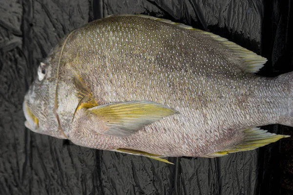 Los Peces Surtidos Que Venden Mercado Local Pescado — Foto de Stock