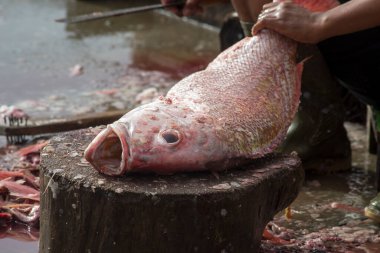 Çeşitli balıklar yerel balık pazarında satılıyor.