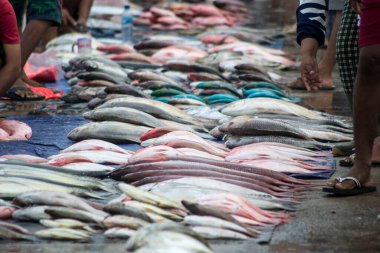 Çeşitli balıklar yerel balık pazarında satılıyor.