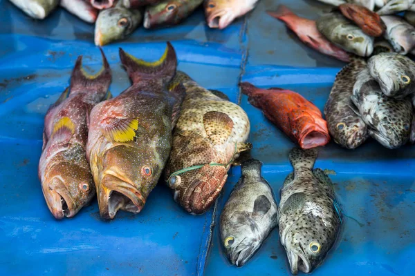 The assorted fishes sold in the local fish market