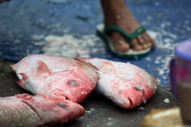 Çeşitli balıklar yerel balık pazarında satılıyor.