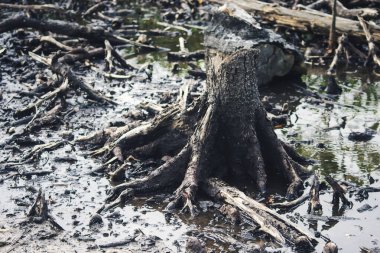 Kesilip yakılmış mangrovlar.