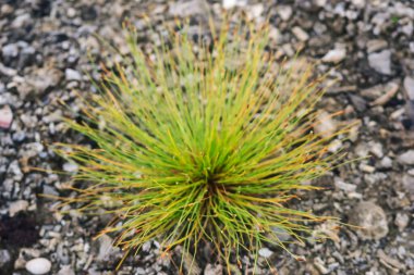 Mangrov ormanının etrafında yetişen yabani çalılar ve bitkiler.