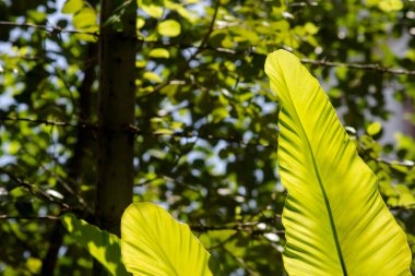 Asplenium Skolependrium bitkileri. Endonezya Dili: Bunga Kembang Doa.