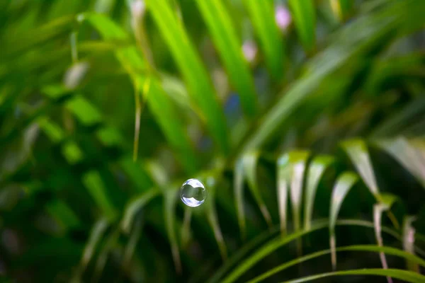 Wasserblasen Schwimmen Und Fallen Auf Grüne Blätter — Stockfoto