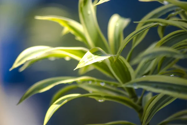 Planta Aglaonema Conhecido Como Chinês Evergreen — Fotografia de Stock