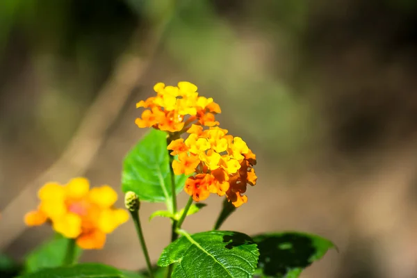 Beyaz izole arka planda kırmızı sarı çiçek bitkisi. Lantana camara