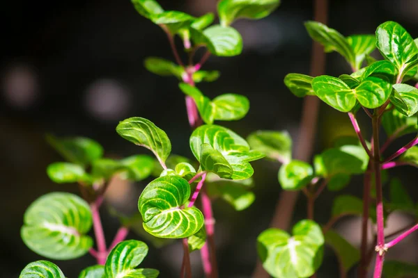 Die Als Chinesische Geldpflanze Bekannte Pilea Peperomioides — Stockfoto