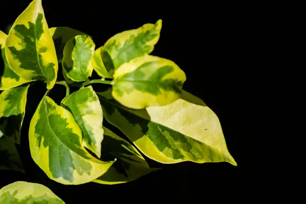 Roślina Aglaonema Znana Jako Chiński Wiecznie Zielony — Zdjęcie stockowe