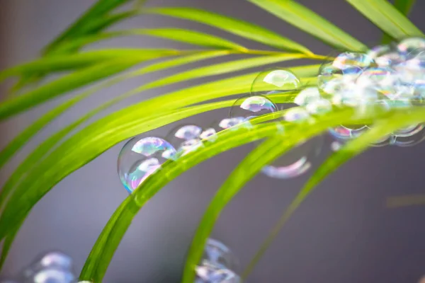 Bolhas Água Flutuando Caindo Folhas Verdes — Fotografia de Stock