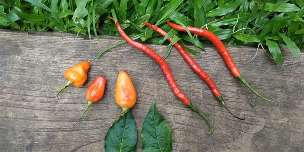 red chilies on a wood and grass background