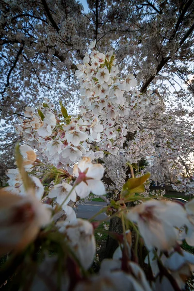 Fiore Mela Cattura Sole Della Tarda Primavera Sera — Foto Stock