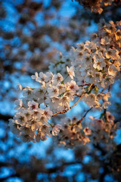 Kwiat Jabłka Łapiąc Późnym Wiosennym Słońcem — Zdjęcie stockowe