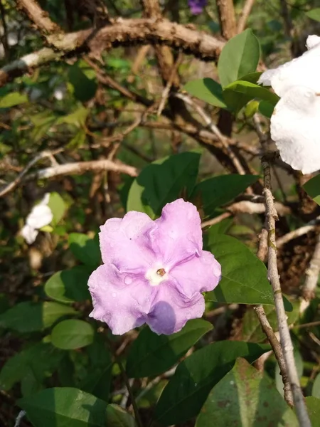 Güzel Pembe Çiçek Fotoğrafçılığı — Stok fotoğraf