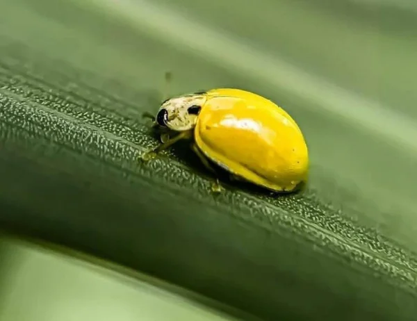 Lindo Pequeño Insecto Amarillo — Foto de Stock